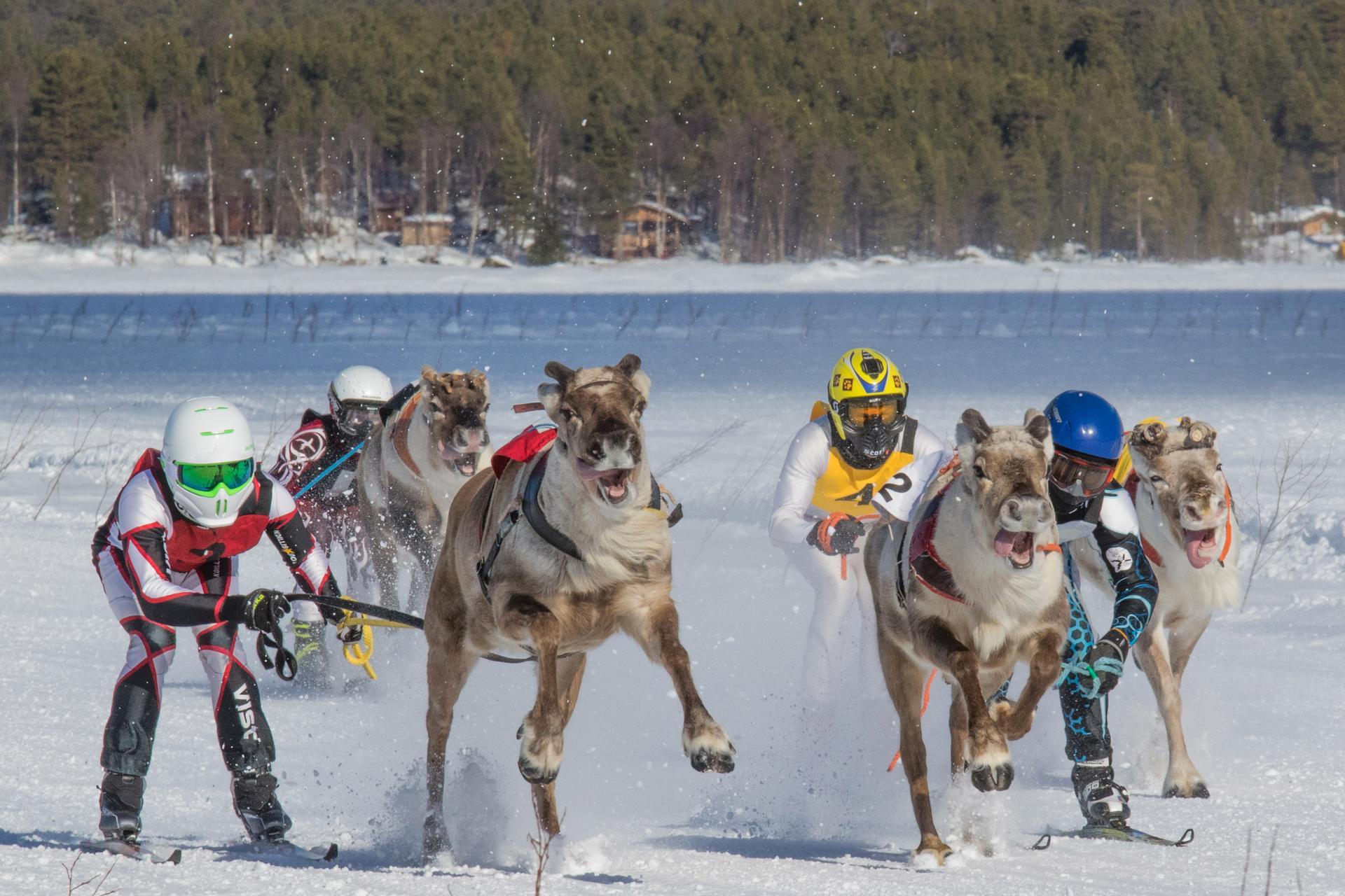 Reindeer championship race 2023 - Lapland North
