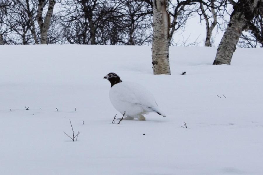 Willow grouse in the winter suit kaamanen
