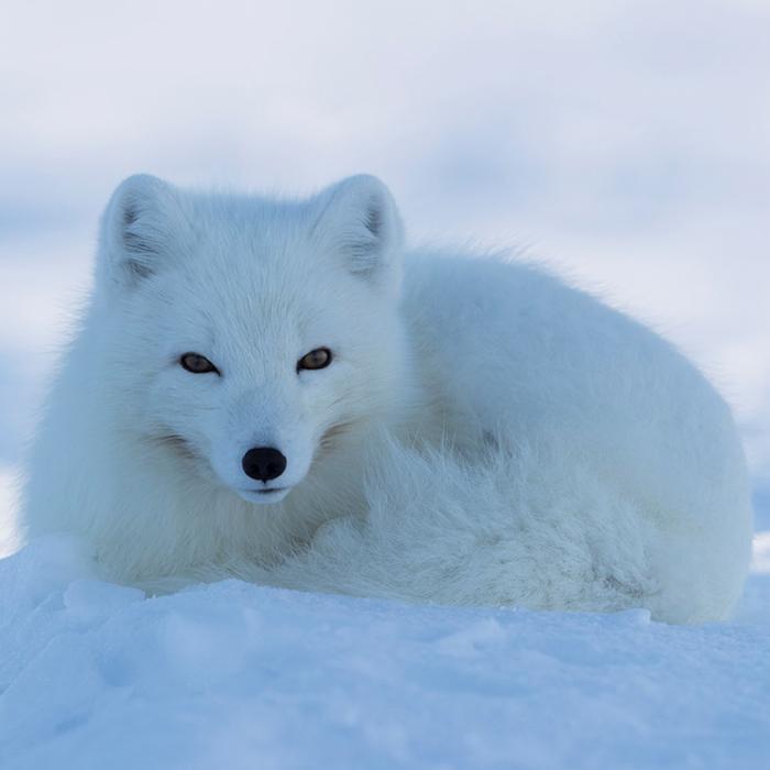 Naali - Suomen uhanalaisin nisäkäs - Lapland North