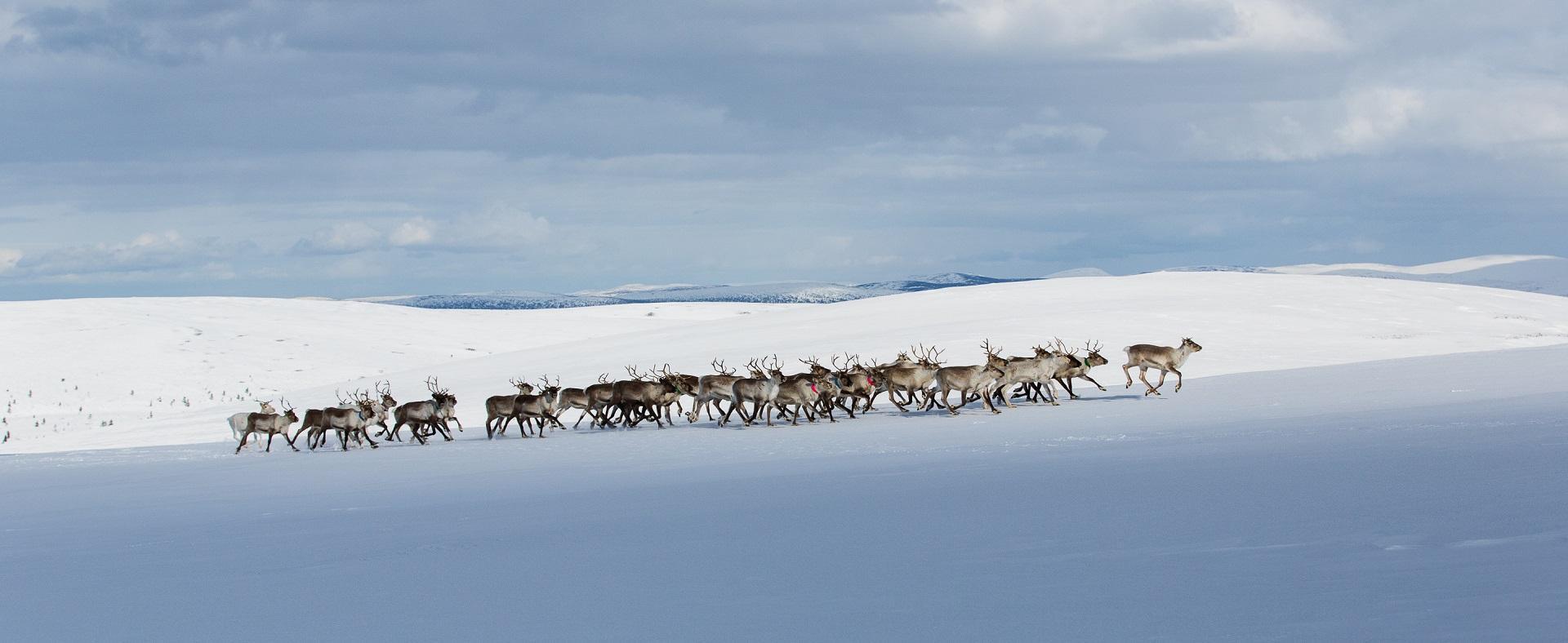 Lapland North | Reindeer