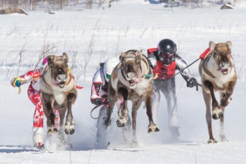 Reindeer racing championship finals 2025