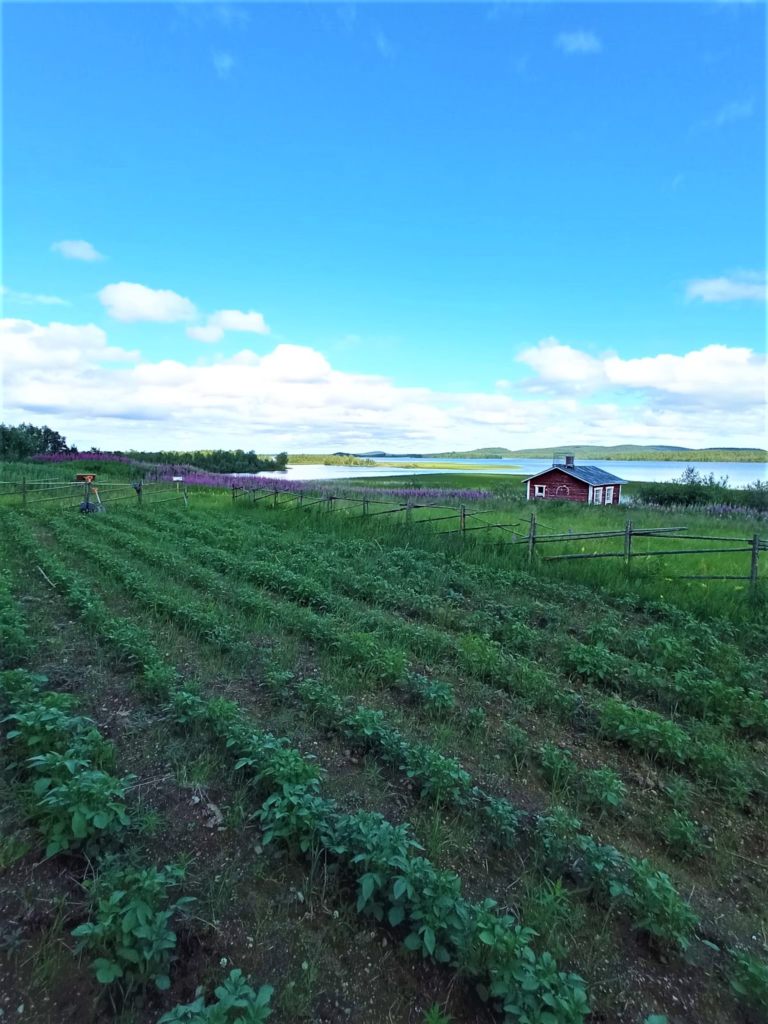 Potato field, a lake and a summer cottage in the background.