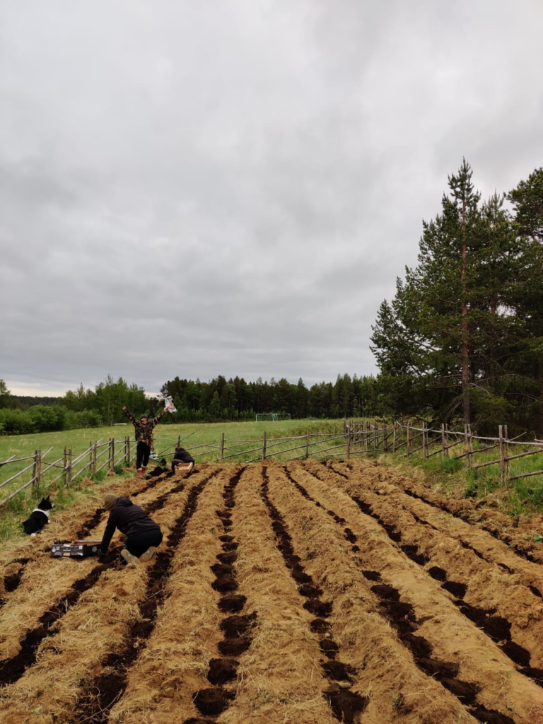 Planting potatoes to a field, late spring.