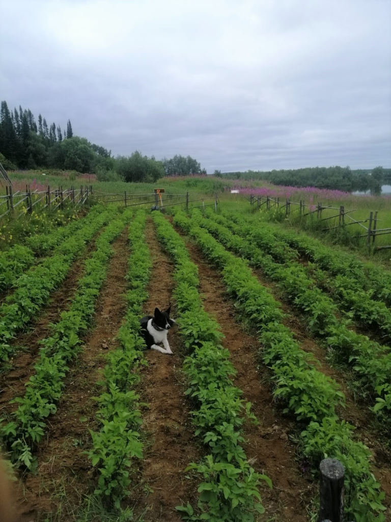 Potato field in northernmost Finnish Lapland. 