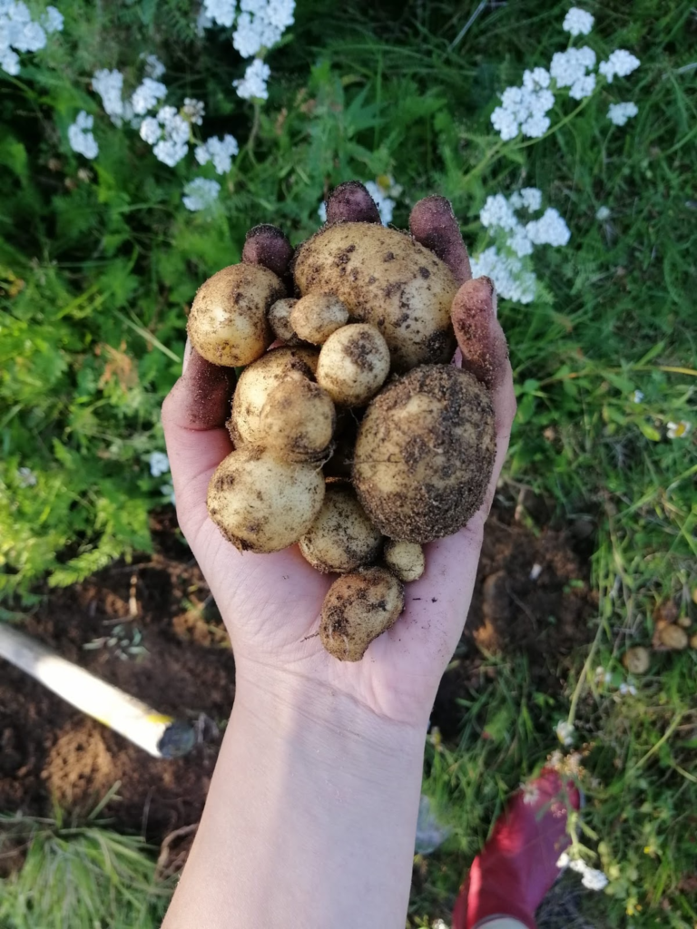showing a handful of potatoes from a local field in northern Lapland.
