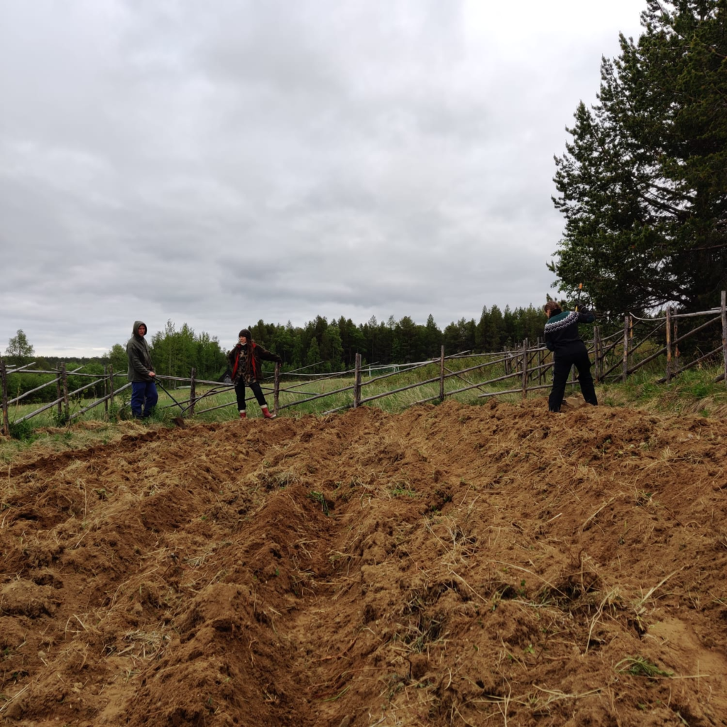 Planting potatoes in late spring.