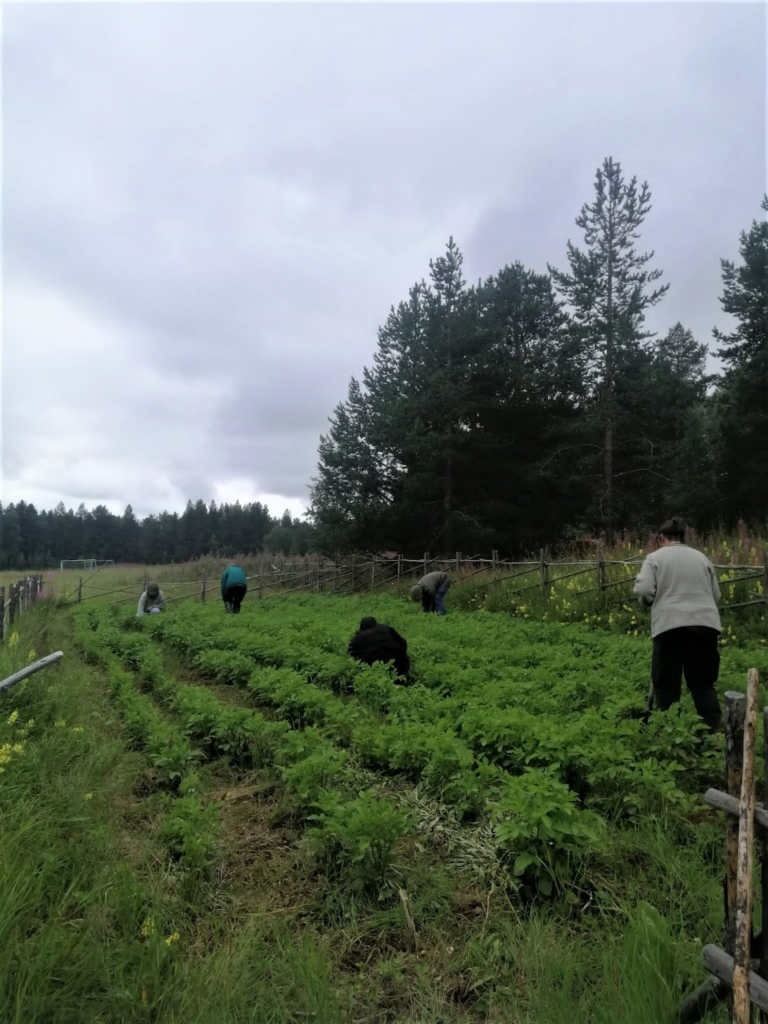 Harvesting of potatoes from a field in northernmost Finnish Lapland.