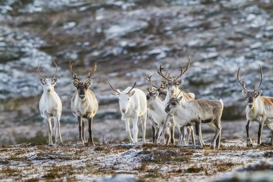 Reindeer herding is a traditional livelihood of the Sámi