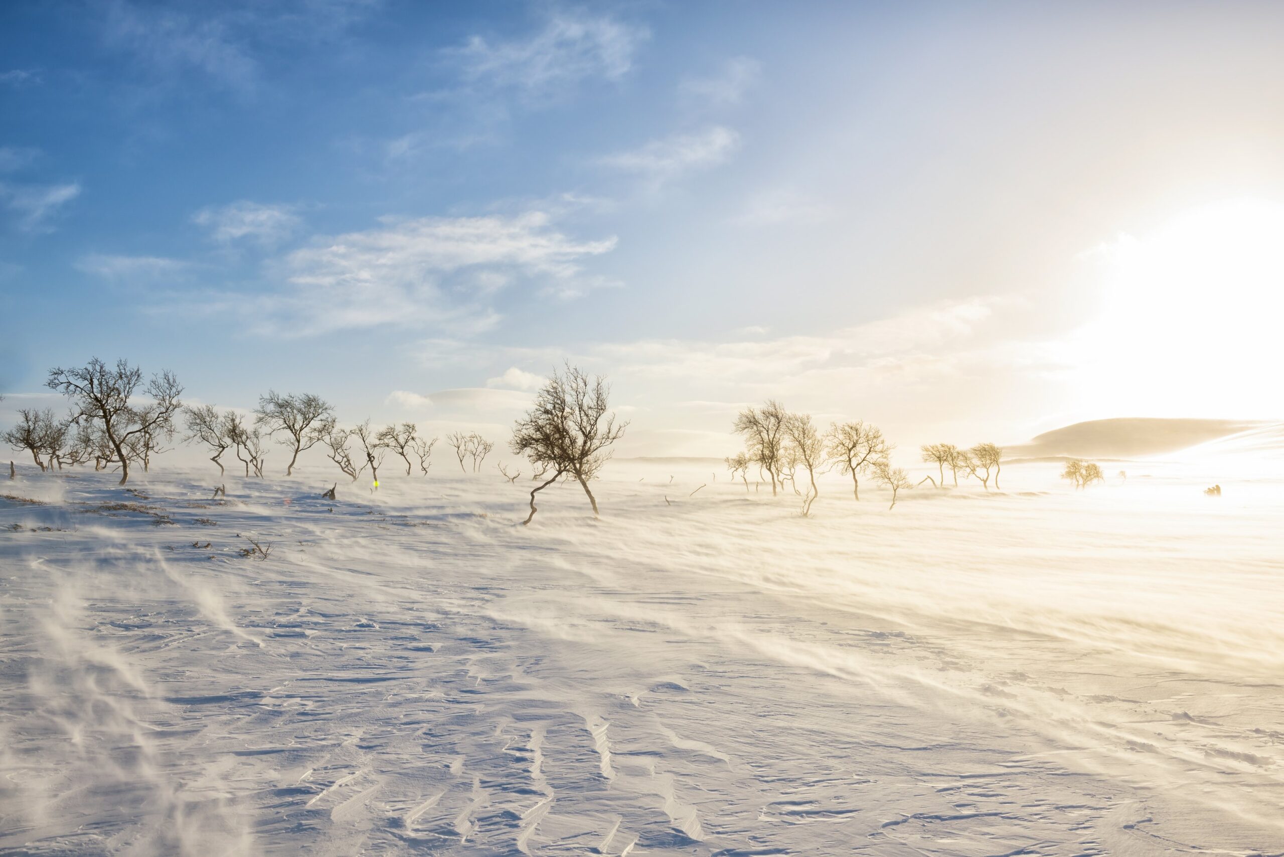 Harvat, lehdettömät puut seisovat lumisessa maisemassa kirkkaan, kirkkaan taivaan alla. Tuuli puhaltaa lunta maan pinnalle luoden kuvioita ja lumihuippuja, kun taas aurinko paistaa kirkkaasti lähellä horisonttia ja heittää lämpimän hehkun.