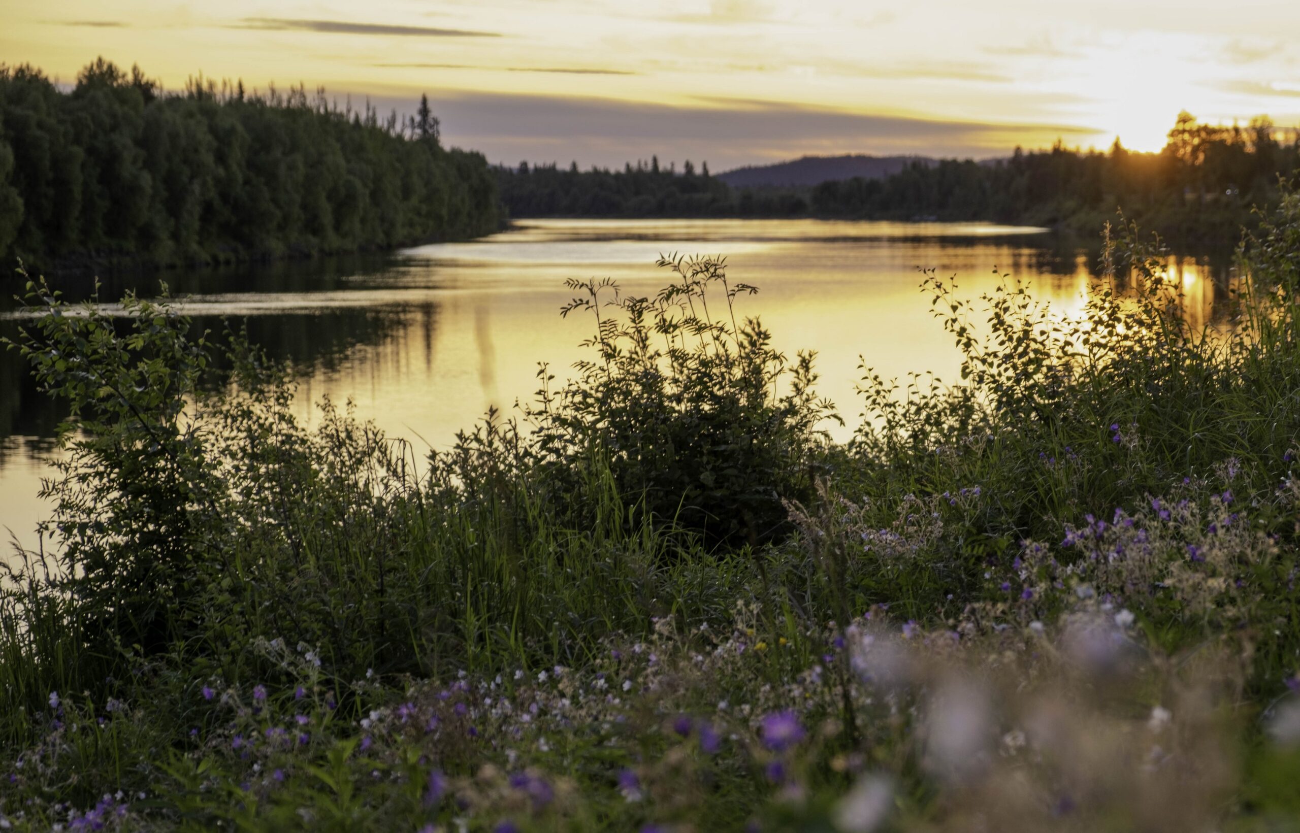 Seesteinen joki auringonlaskun aikaan, kultainen valo heijastuu veteen, tiheät vihreät puut reunustavat jokirantaa, ja etualalla on villikukkia ja korkeaa ruohoa.