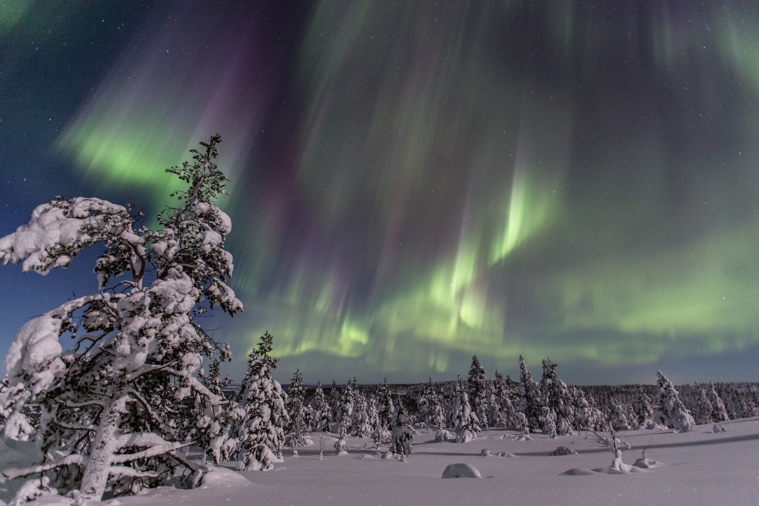 Lumen peittämät puut seisovat yötaivaan alla, jota valaisee elinvoimainen vihreä ja violetti revontuli, luoden maagisen talvimaiseman.