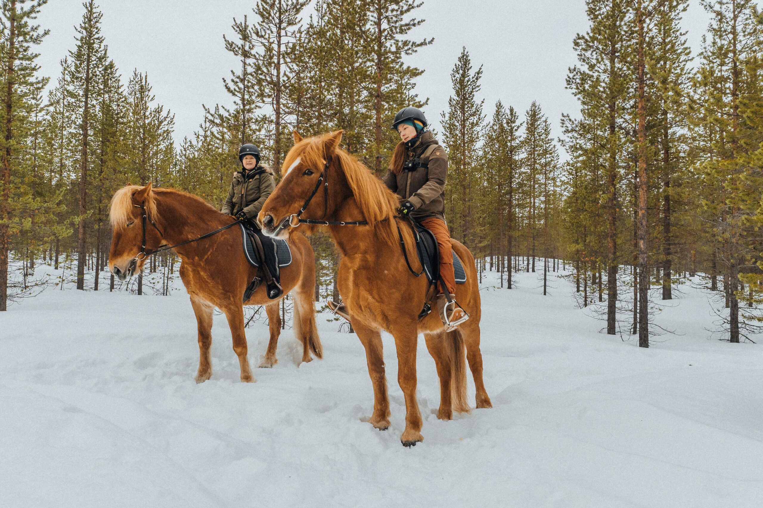 Two people wearing helmets and winter clothing ride brown horses on a snowy path through a forest of tall pine trees. The ground is covered in snow, and the sky appears overcast.