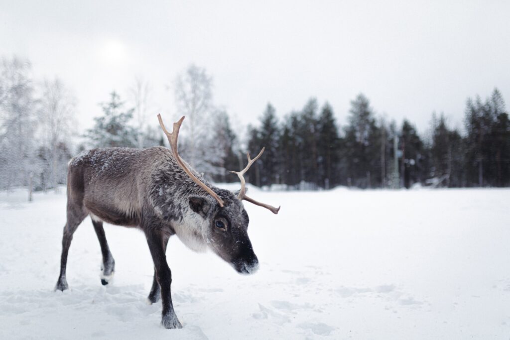 Sarvipäinen poro kävelee lumella talvisessa maisemassa, taustalla puita ja pilvinen taivas.