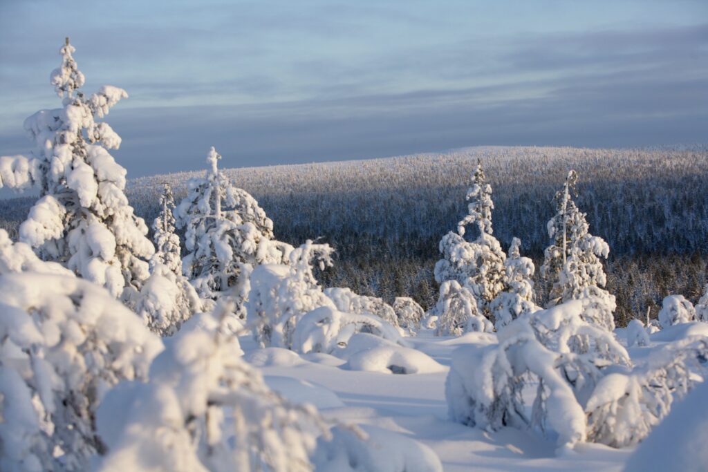Lumipeitteisiä puita talvimaisemassa, taustalla tiheä metsä ja vaaleansininen taivas. Maisema näyttää kylmältä ja seesteiseltä, ja paksu lumi peittää puut ja maan.