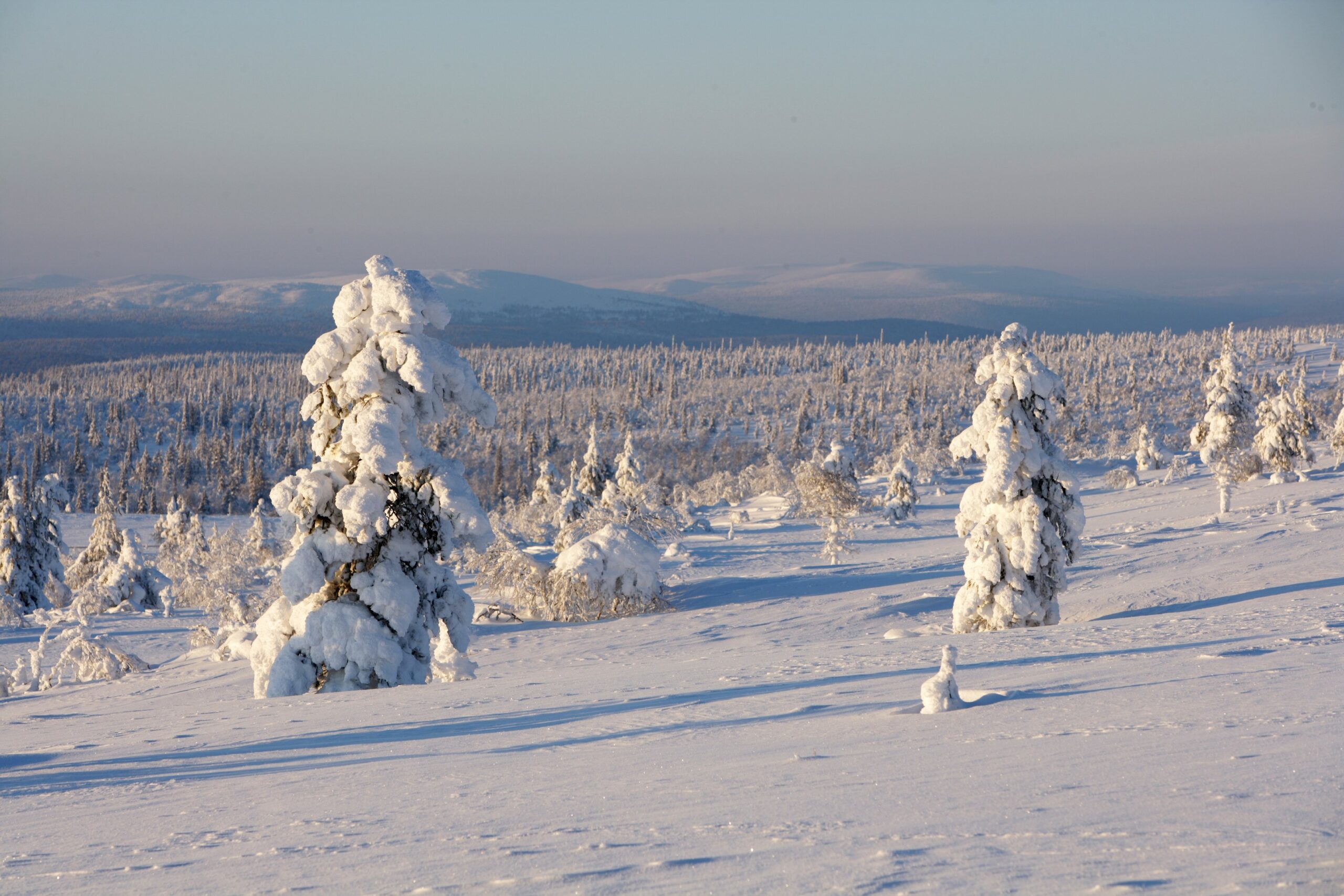 Luminen maisema, jossa on lumen peittämiä puita, kumpuilevia kukkuloita ja kaukaisia vuoria kirkkaalla taivaalla. Maisema kylpee pehmeässä auringonvalossa, mikä luo rauhallisen, talvisen tunnelman.
