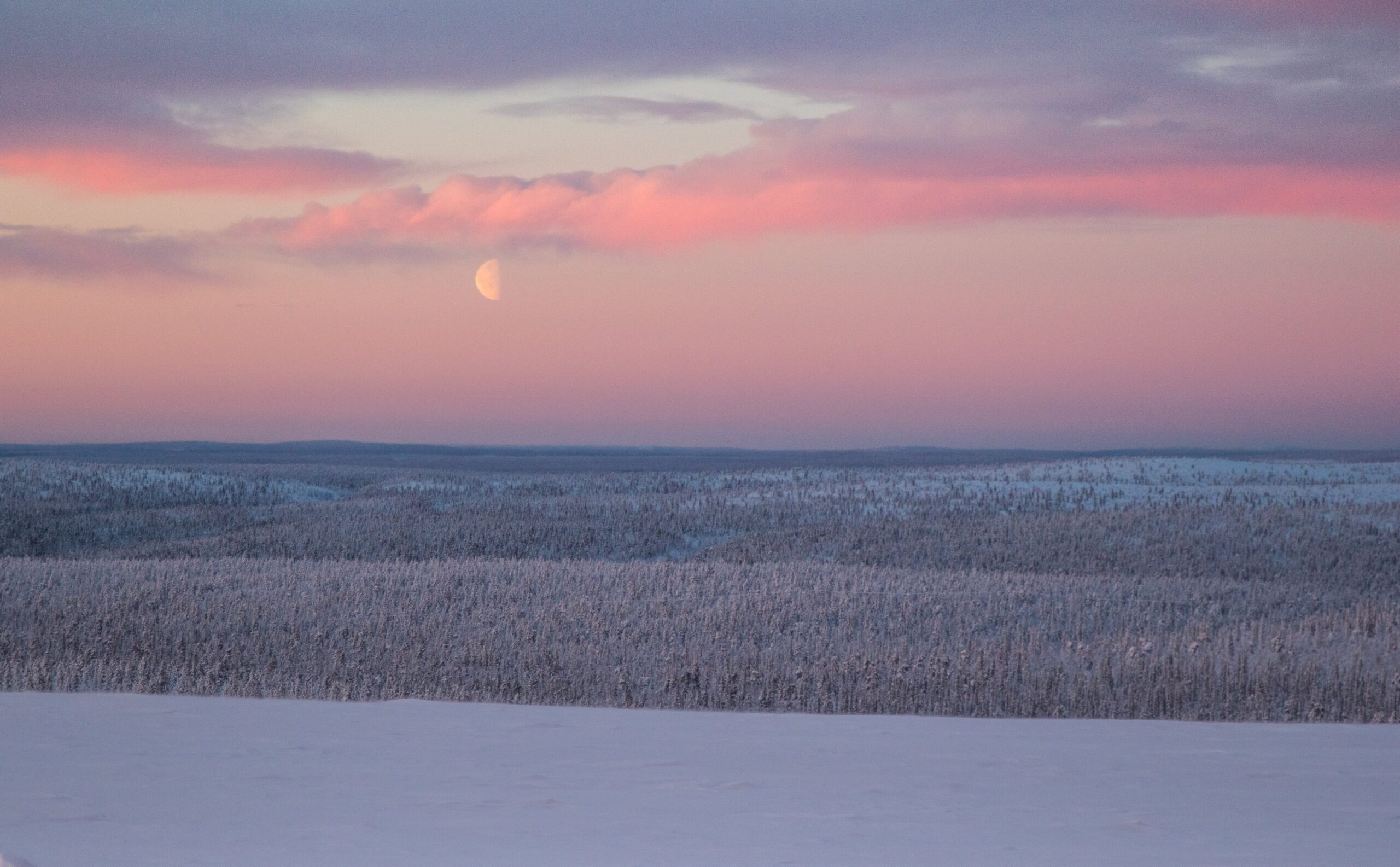 Luminen maisema levittäytyy pastellinvärisen taivaan alle hämärässä, kun puolikuu nousee kaukana olevien, lumen peittämien puiden yläpuolelle ja vaaleanpunaiset pilvet heijastavat auringonvaloa.
