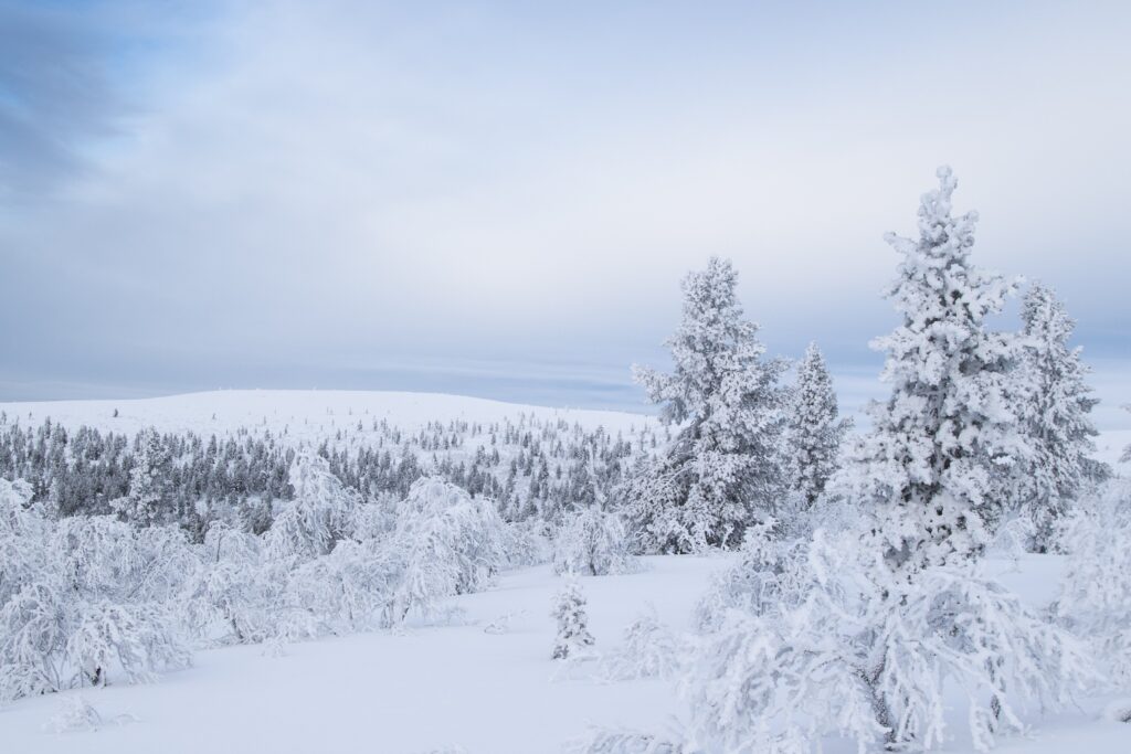 Lumen peittämät puut ja kukkulat pilvisen taivaan alla luovat seesteisen talvimaiseman. Valkoinen lumi ja pehmeä valo hallitsevat maisemaa ja luovat rauhallisen, kylmän tunnelman.