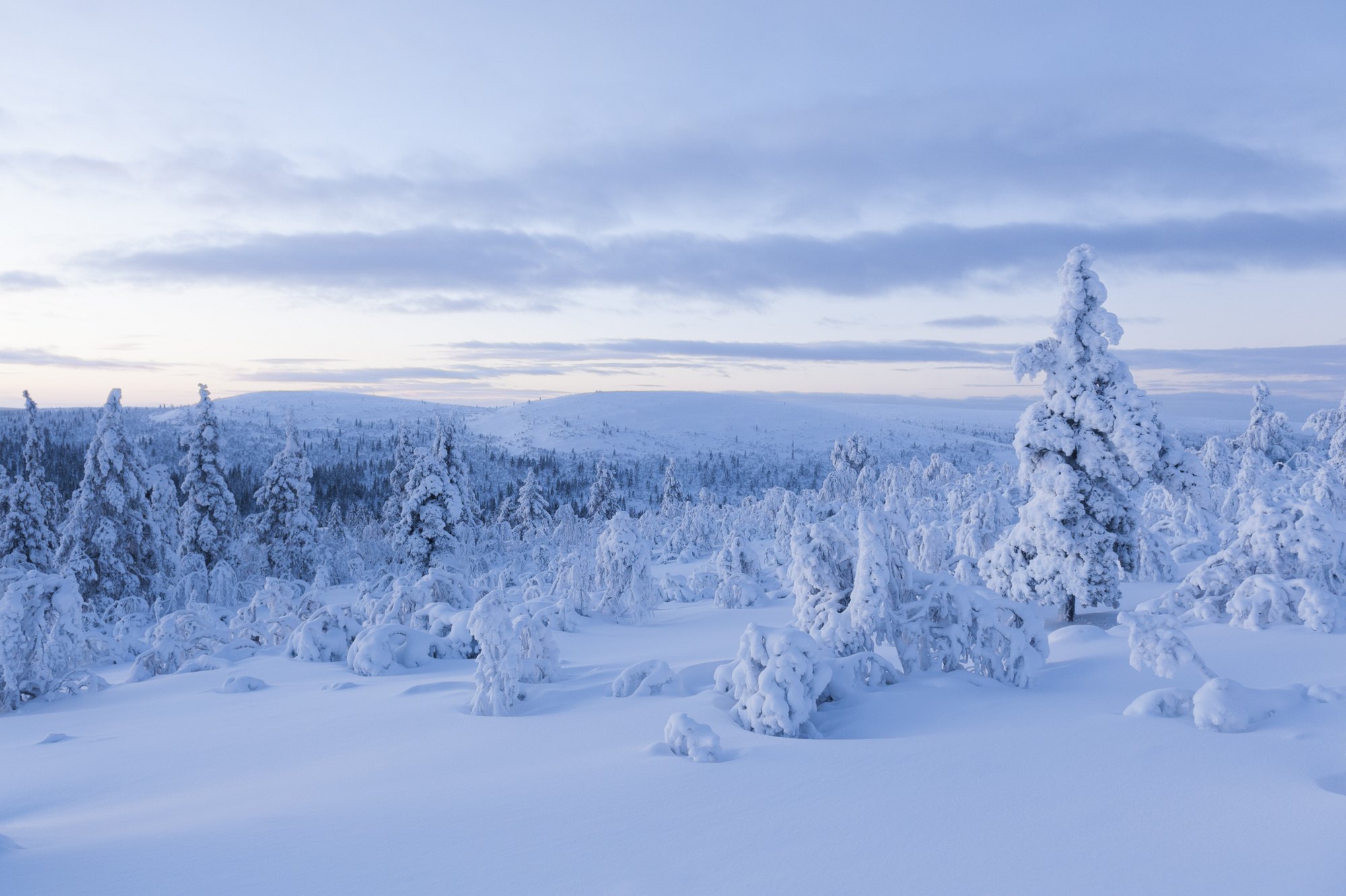 Luminen maisema, jossa on kumpuilevia kukkuloita ja tiheitä mäntyjä paksun lumen peitossa pilvisen, vaaleansinisen taivaan alla iltahämärässä.