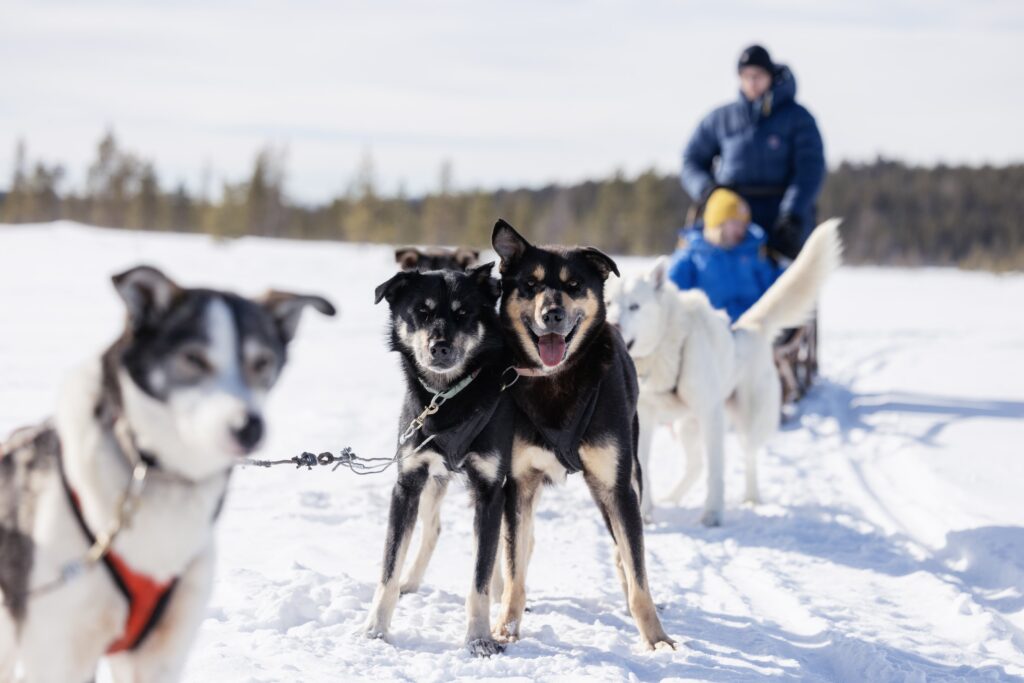 Kelkkakoiraryhmä vetää rekeä, jossa on kaksi talvivaatteisiin sonnustautunutta ihmistä lumisessa maisemassa, taustalla puita ja kirkas taivas. Tarkennus on etummaisilla koirilla.