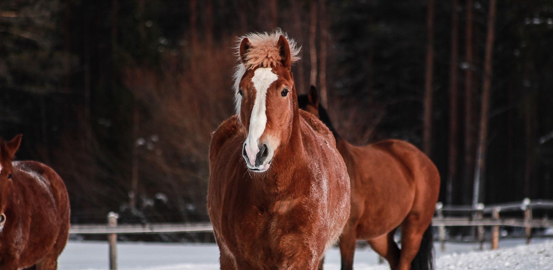 A brown horse with a white stripe on its face stands in a snowy area with a wooden fence and trees in the background. Another brown horse is partially visible beside it.