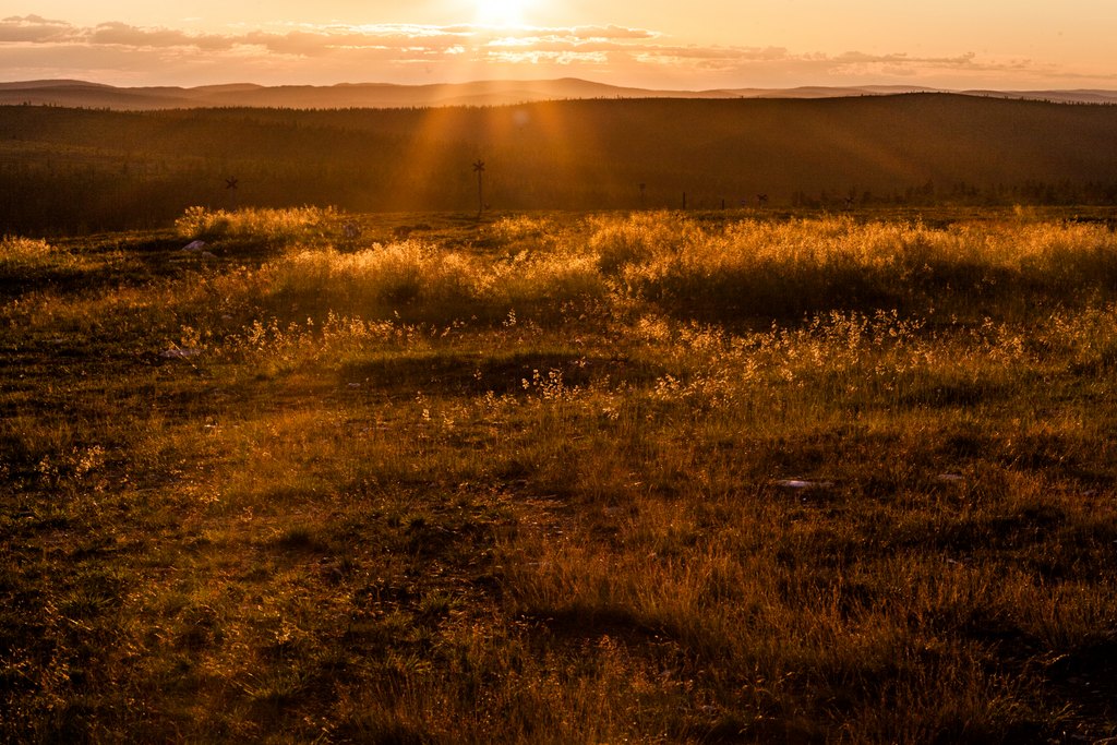 Kultainen auringonlasku heittää lämpimän valon Saariselän ruohoniityn ja kumpuilevien kukkuloiden ylle luoden pitkiä varjoja ja korostaen ruohon kimaltelevia latvoja pehmeästi valaistujen pilvien alla horisontissa.