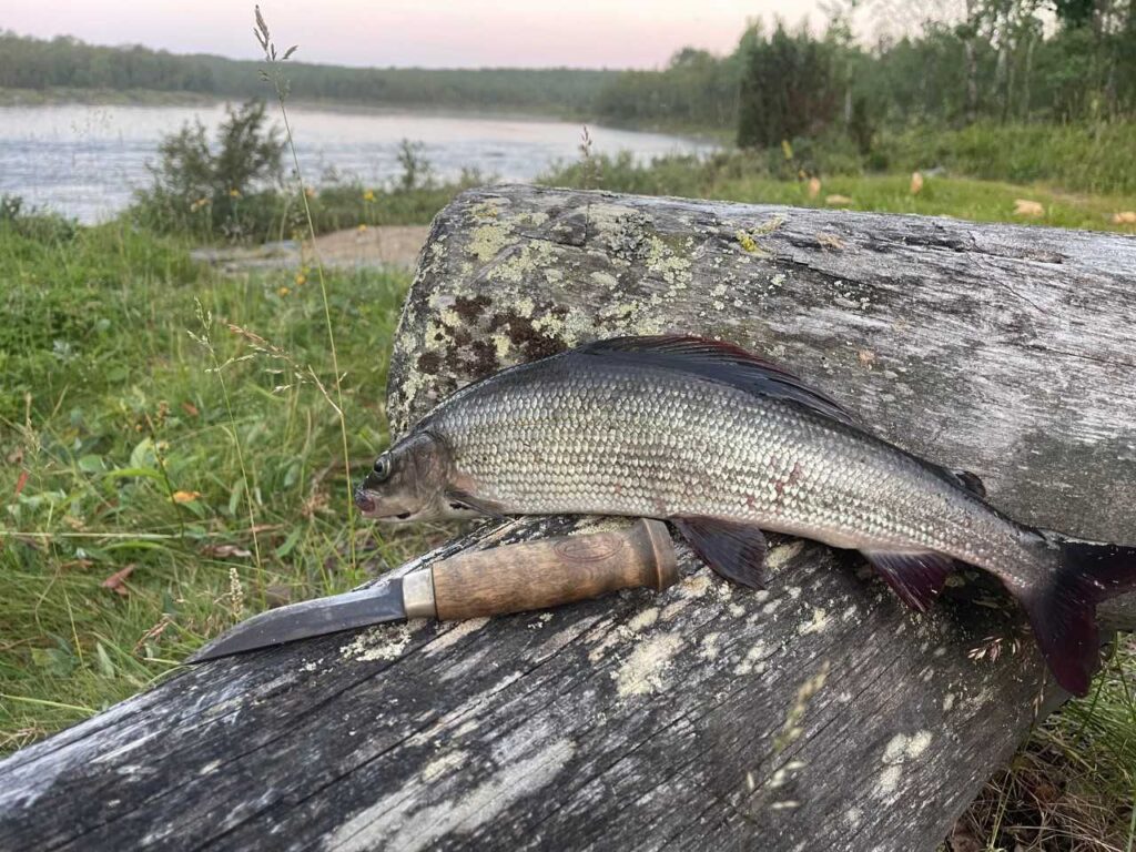 Vastapyydetty kala ja puukahvainen veitsi lepäävät vanhentuneella tukilla, ja taustalla näkyy ruohoa, puita ja järvi.