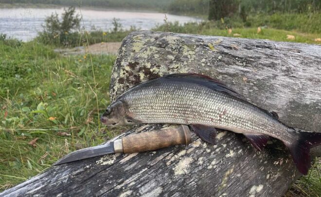 Vastapyydetty kala ja puukahvainen veitsi lepäävät vanhentuneella tukilla, ja taustalla näkyy ruohoa, puita ja järvi.