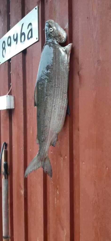 Suuri kala roikkuu pystysuorassa punaisella puuseinällä, jonka yläpuolella on valkoinen kyltti, jossa lukee numero 8946a. Lähellä seinällä on kiinnitettynä veitsi tuppineen.