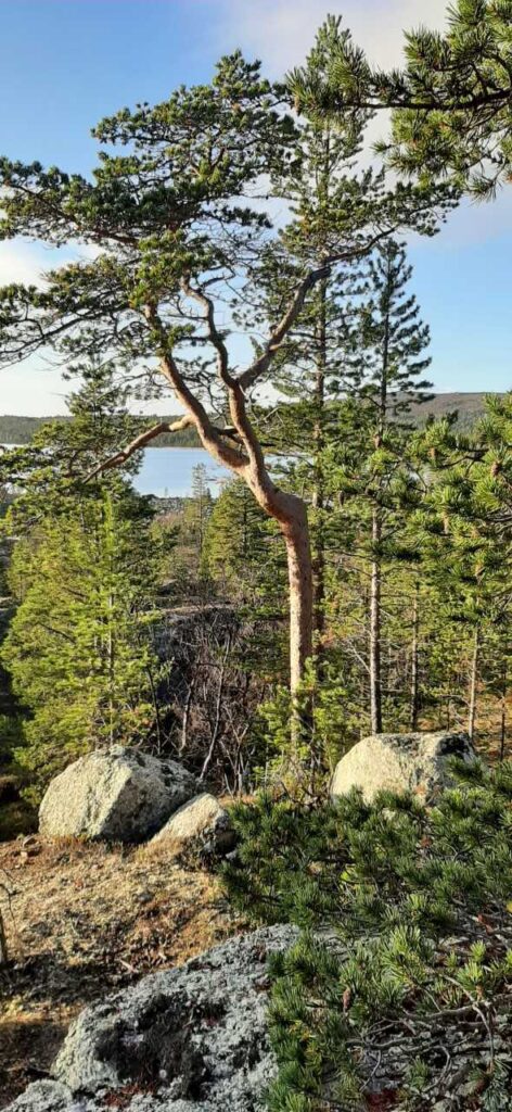 Luonnonkaunis metsänäkymä, jossa on korkeita, hoikkia mäntyjä, kallioinen maa etualalla ja näkymä rauhallisesta järvestä ja kukkuloista taustalla osittain pilvisen taivaan alla.