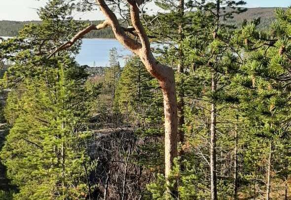 Luonnonkaunis metsänäkymä, jossa on korkeita, hoikkia mäntyjä, kallioinen maa etualalla ja näkymä rauhallisesta järvestä ja kukkuloista taustalla osittain pilvisen taivaan alla.
