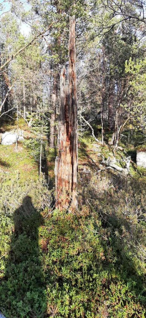 Korkea, vanhentunut puunrunko seisoo auringonpaisteisella metsäaukiolla, jota ympäröivät vihreät pensaat ja sammaloitunut maa, ja taustalla näkyy muita puita ja kiviä.