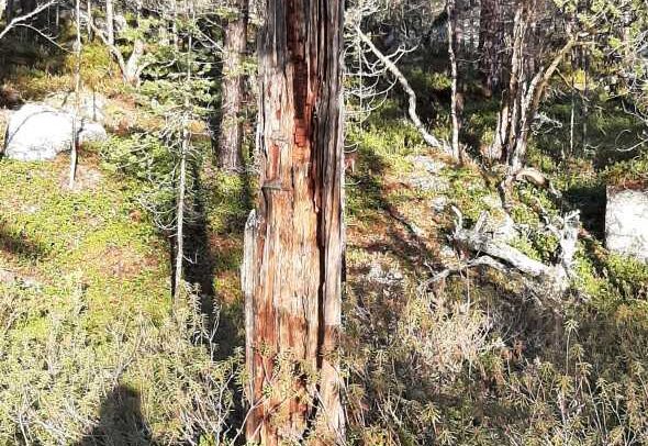 Korkea, vanhentunut puunrunko seisoo auringonpaisteisella metsäaukiolla, jota ympäröivät vihreät pensaat ja sammaloitunut maa, ja taustalla näkyy muita puita ja kiviä.