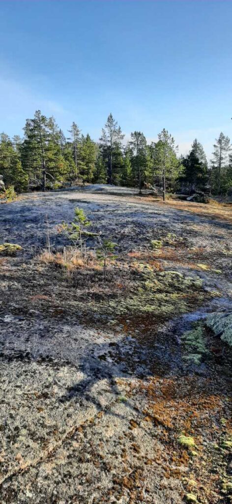 Kallioinen aukea, jossa on sammal- ja jäkälälaikkuja ja jota ympäröivät ikivihreät puut kirkkaan sinisen taivaan alla.