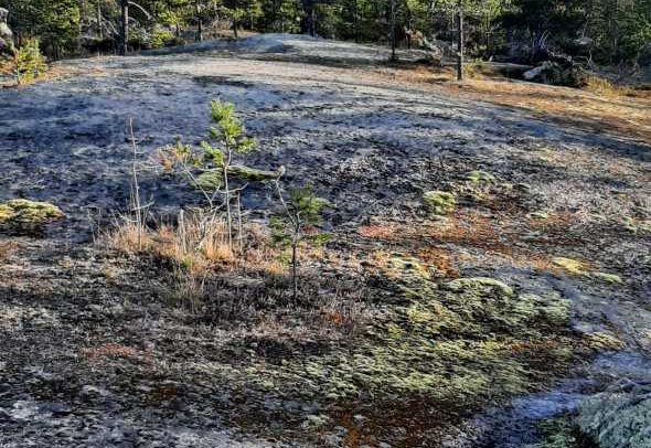 Kallioinen aukea, jossa on sammal- ja jäkälälaikkuja ja jota ympäröivät ikivihreät puut kirkkaan sinisen taivaan alla.