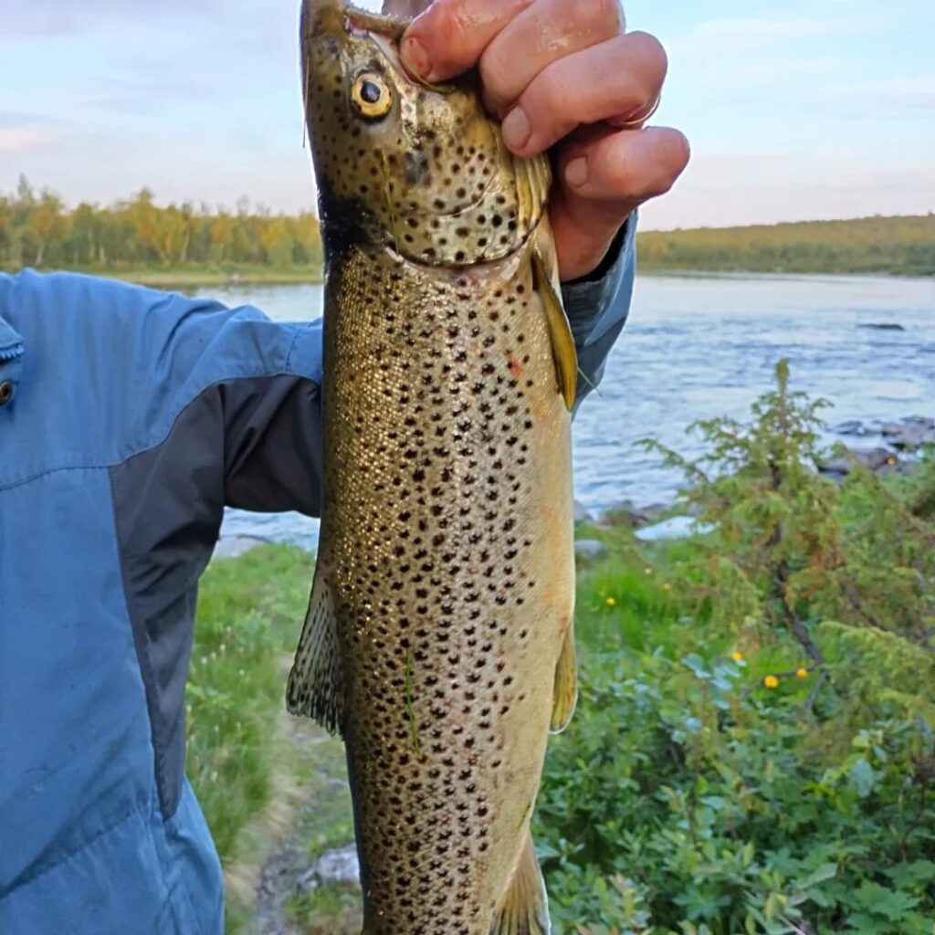 Siniseen takkiin pukeutunut henkilö pitelee suurta ruskeaa taimenta, jossa on tummia täpliä, joen rannalla, ja taustalla näkyy vihreää lehdistöä ja vettä.
