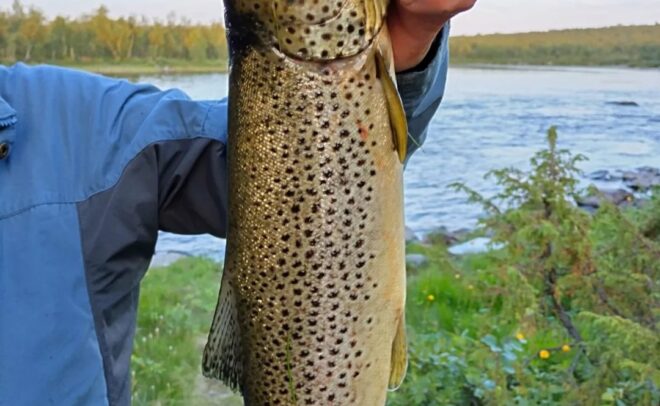 Siniseen takkiin pukeutunut henkilö pitelee suurta ruskeaa taimenta, jossa on tummia täpliä, joen rannalla, ja taustalla näkyy vihreää lehdistöä ja vettä.