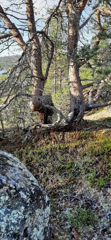 Auringonpaisteisella metsäaukiolla seisoo kivisellä, sammaleen peittämällä maalla vääntyneiden mäntyjen muodostama metsikkö, jonka rungot ovat vääntyneet. Etualalla näkyy vihreää lehdistöä ja jäkälälaikkuja.