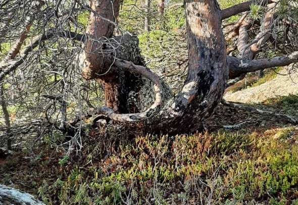 Auringonpaisteisella metsäaukiolla seisoo kivisellä, sammaleen peittämällä maalla vääntyneiden mäntyjen muodostama metsikkö, jonka rungot ovat vääntyneet. Etualalla näkyy vihreää lehdistöä ja jäkälälaikkuja.