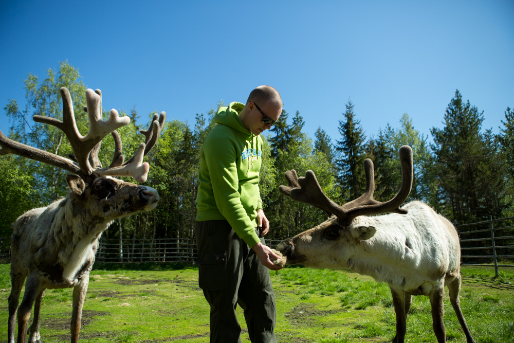 Vihreään huppariin pukeutunut henkilö ruokkii kahta poroa nurmikolla aidatulla alueella, jonka taustalla on puita ja kirkkaansininen taivas.