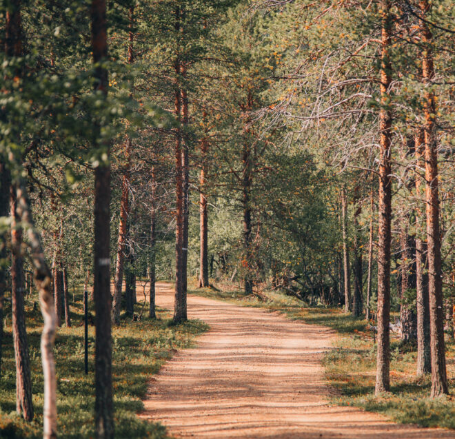 Mutkitteleva hiekkatie kulkee korkeiden, hoikkaiden mäntyjen muodostaman metsän läpi, ja auringonvalo suodattuu oksien läpi ja heijastaa pilkullisia varjoja maahan. Maisema on rauhallinen ja kutsuva.
