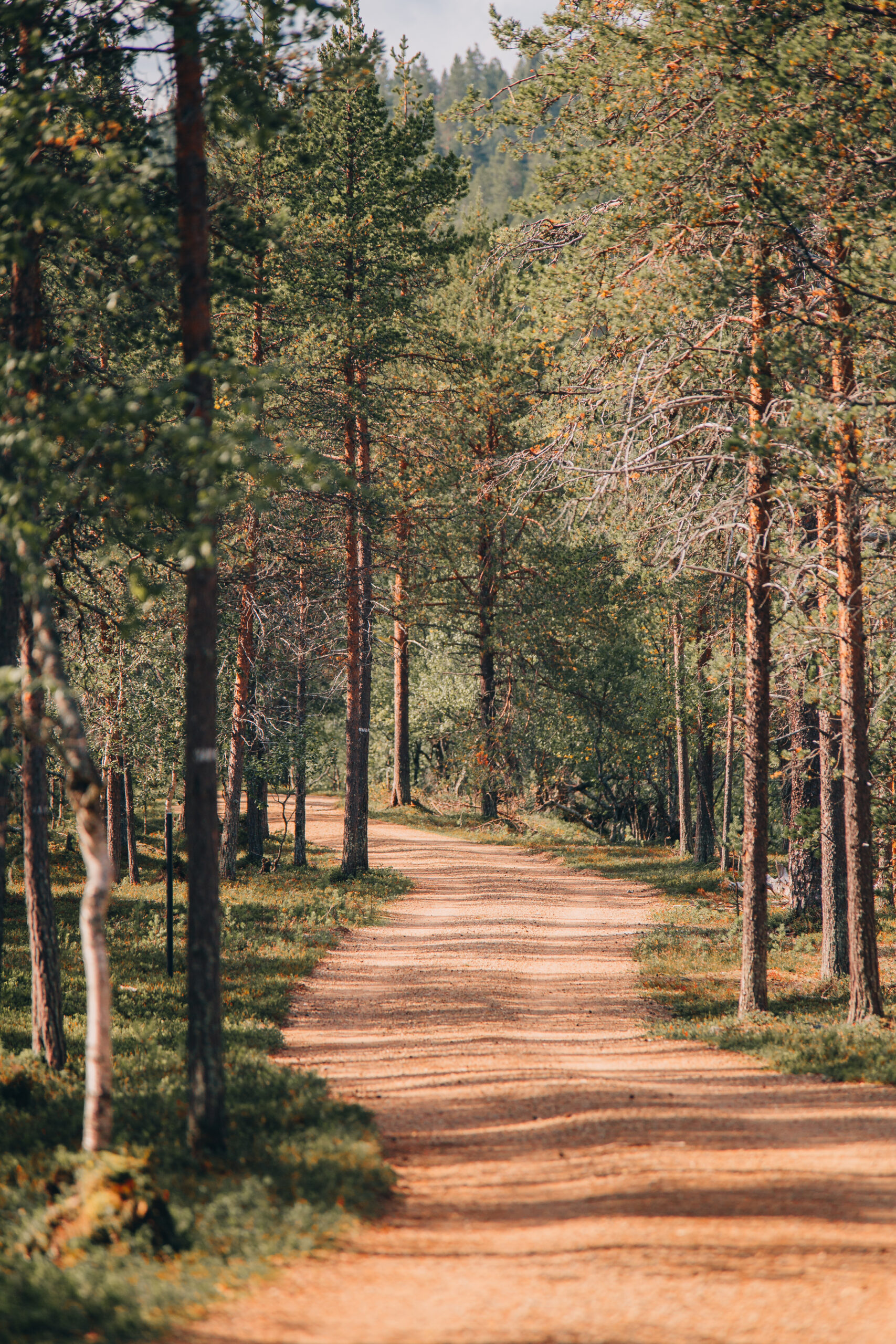 Mutkitteleva hiekkatie kulkee korkeiden, hoikkaiden mäntyjen muodostaman metsän läpi, ja auringonvalo suodattuu oksien läpi ja heijastaa pilkullisia varjoja maahan. Maisema on rauhallinen ja kutsuva.