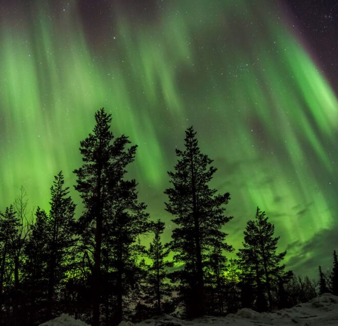 Vihreät revontulet tanssivat tähtitaivaalla ja valaisevat korkeita, tummia mäntyjä sekä alla avautuvaa lumista maisemaa.