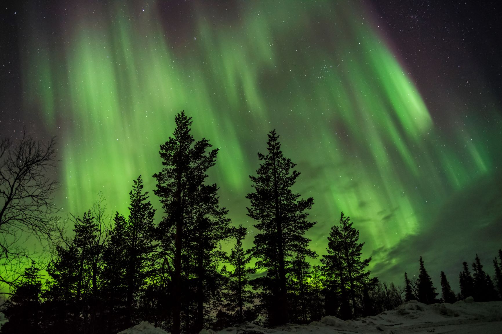 Vihreät revontulet tanssivat tähtitaivaalla ja valaisevat korkeita, tummia mäntyjä sekä alla avautuvaa lumista maisemaa.