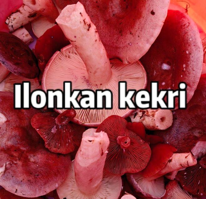 Vaaleanpunaisessa ämpärissä olevat punaiset sienet, joiden varret ovat valkoiset, ylhäältä katsottuna. Teksti ”Ilonkan kekri” on keskitetty sienien yläpuolelle.