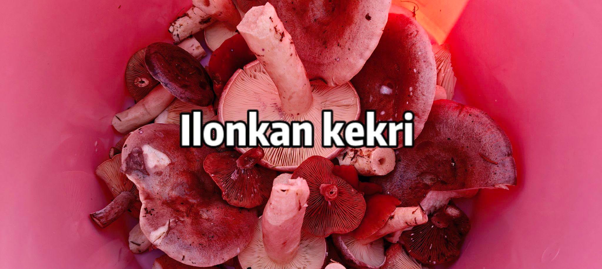 Vaaleanpunaisessa ämpärissä olevat punaiset sienet, joiden varret ovat valkoiset, ylhäältä katsottuna. Teksti ”Ilonkan kekri” on keskitetty sienien yläpuolelle.