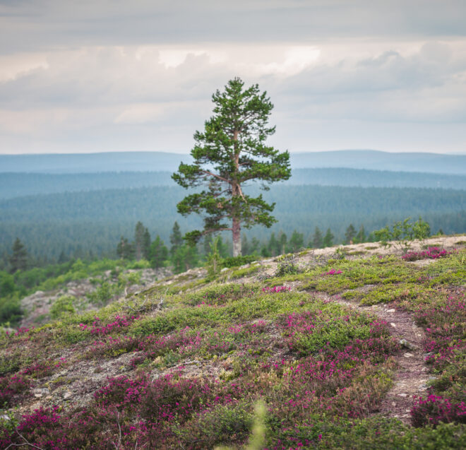 Yksinäinen mänty seisoo purppuranvärisellä kanervalla peitetyllä kallioisella kukkulalla, josta avautuu näkymä metsäkerroksiin ja kaukaisiin kukkuloihin pilvisen taivaan alla.