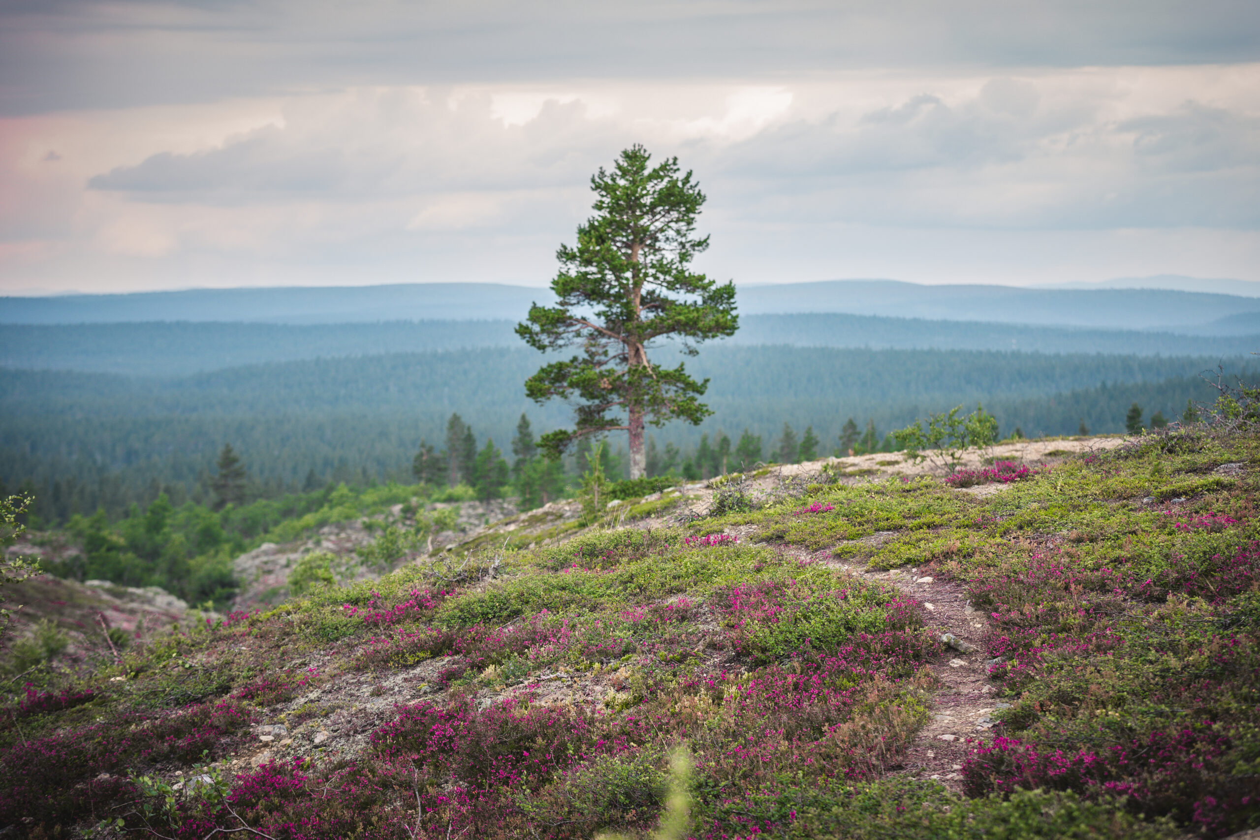 Yksinäinen mänty seisoo purppuranvärisellä kanervalla peitetyllä kallioisella kukkulalla, josta avautuu näkymä metsäkerroksiin ja kaukaisiin kukkuloihin pilvisen taivaan alla.