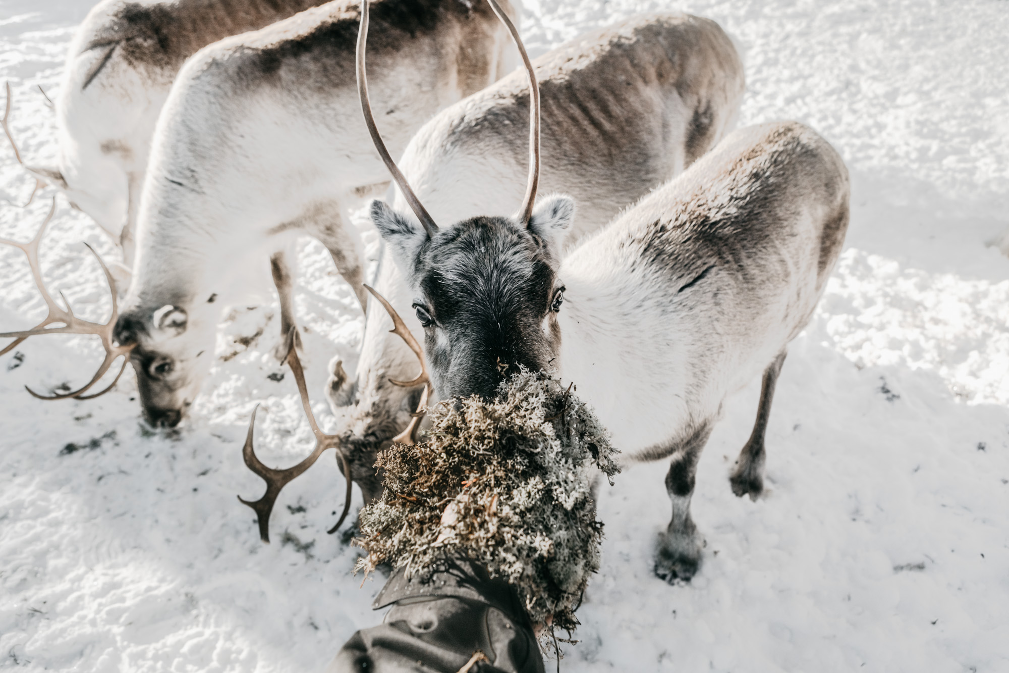 Kolme poroa seisoo lumella, ja etummaisena oleva poro syö jäkälää ihmisen kädestä; sen sarvet näkyvät selvästi. Talvinen tausta on kirkas ja kylmä.
