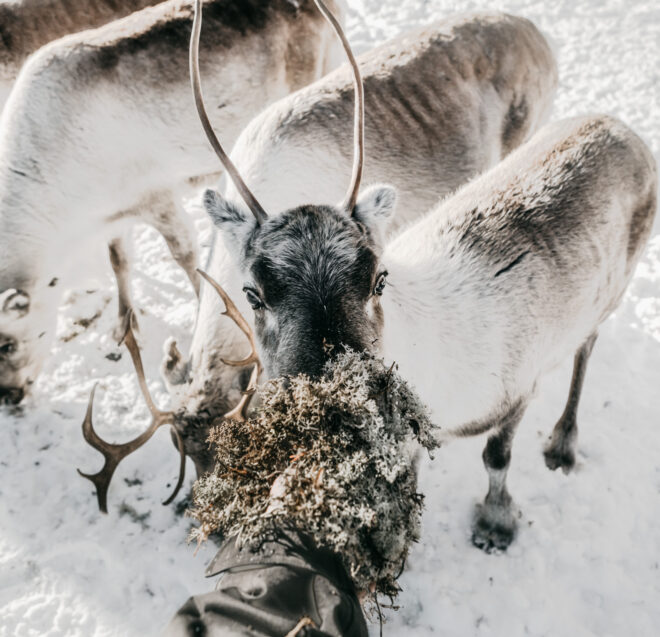 Kolme poroa seisoo lumella; yksi niistä on edessä syömässä jäkälää ihmisen kädestä, kun taas muut ovat sen takana, katseet eri suuntiin. Taustalla on lunta, ja päivänvalo valaisee maisemaa kirkkaasti.