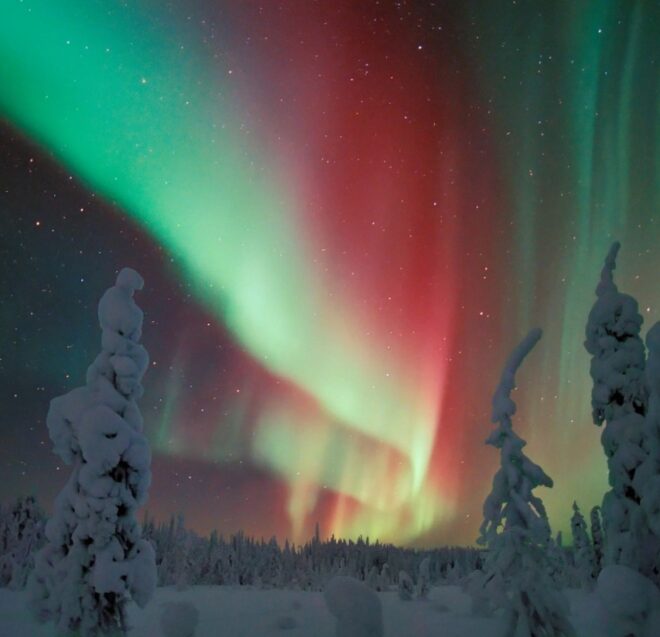 Yöllä vihreät ja punaiset revontulivalot loistavat kirkkaasti lumisen metsän yläpuolella, ja lumipeitteiset puut erottuvat värikkään, tähtitaivaan taustalla.